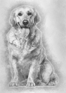 Labrador Retriever dog 1 y