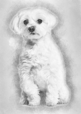 Maltese dog sitting agains