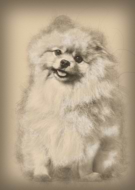 Spitz dog sitting against