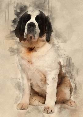 Saint Bernard 15 months ol