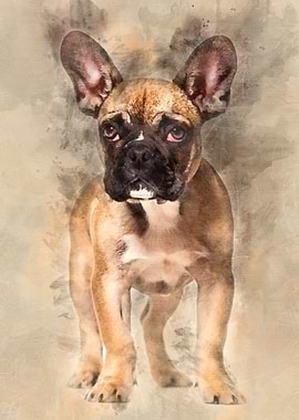 French Bulldog 5 months ol
