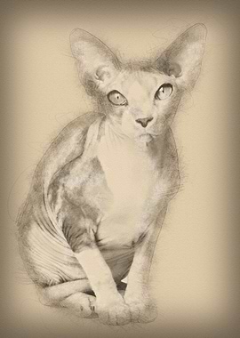 Sphynx cat 1 year old sitt