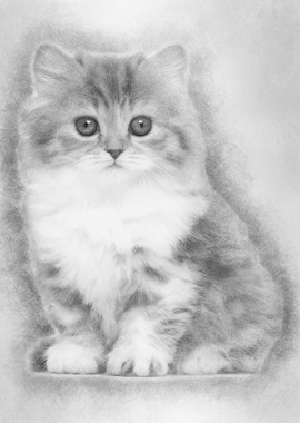 British Longhair kitten 2