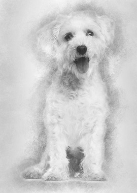 Maltese dog 3 years old si