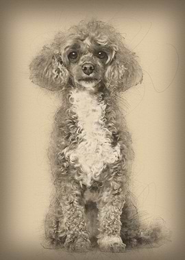 Poodle dog sitting and loo