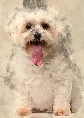 Maltese with tongue out 5