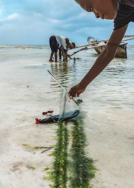 Flip Flop Boat Races