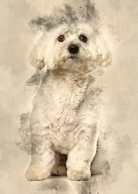 Maltese dog 2 years old si