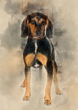 Cross breed with a Beagle