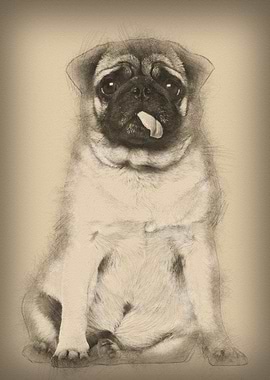 Pug 4 years old sitting ag