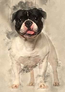 French Bulldog standing ag