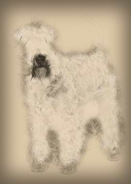 SoftCoated Wheaten Terrier