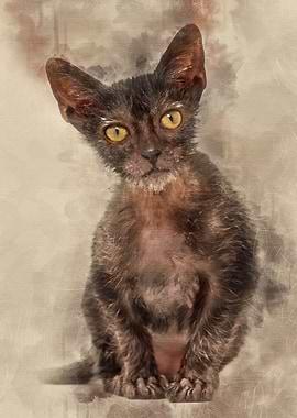 Kitten Lykoi cat 3 months