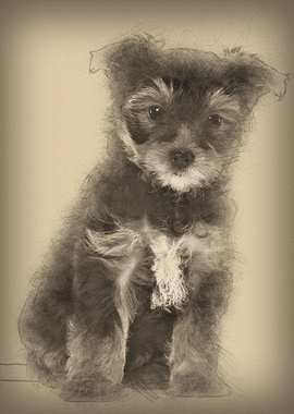 Yorkshire Terrier puppy 7
