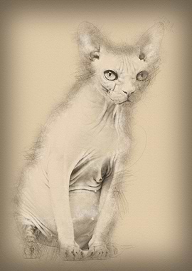 Sphynx 4 years old against