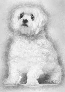 Maltese 2 years old sittin