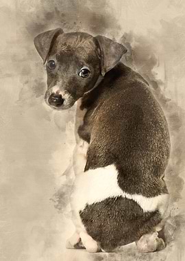 Italian Greyhound puppy si