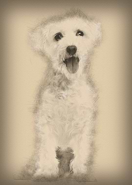 Maltese dog 3 years old si