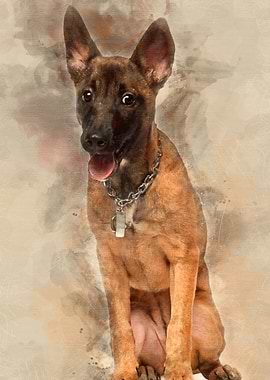 Portrait of Belgian shephe