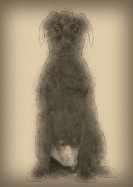 Labrador puppy 3 months ol