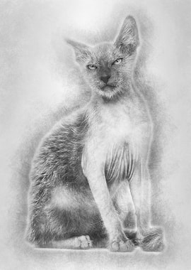 Kitten Lykoi cat 3 months