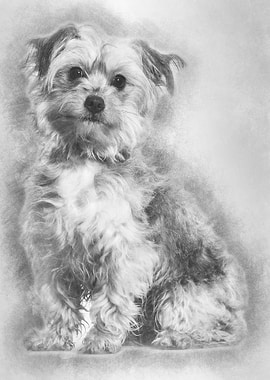 Mixedbreed dog sitting ag