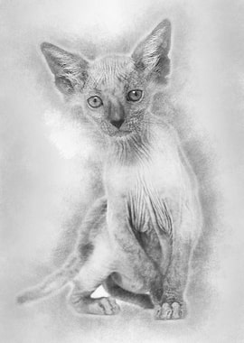 Kitten Lykoi cat 7 weeks o