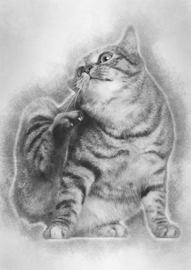 Kurilian Bobtail cat 1 yea