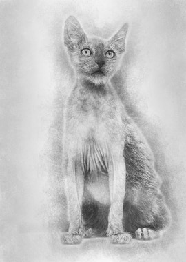 Kitten Lykoi cat 3 months