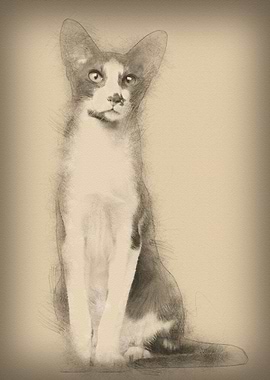 Oriental Shorthair sitting