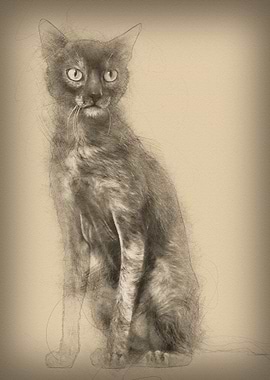 Lykoi cat also called the