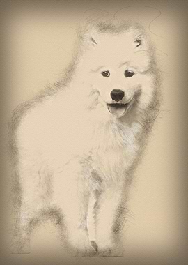 Samoyed puppy standing aga