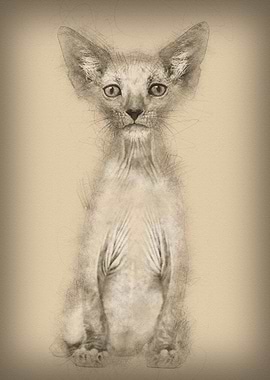 Kitten Lykoi cat 7 weeks o