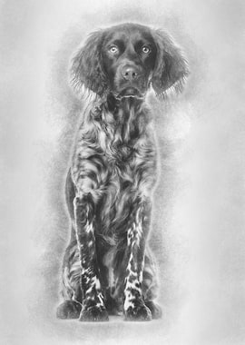 Munsterlander dog 9 month