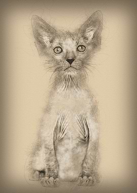 Kitten Lykoi cat 7 weeks o