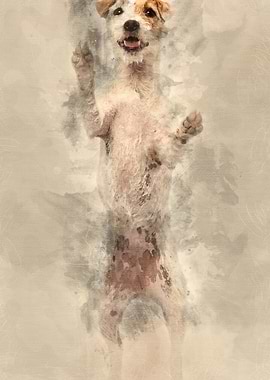 Parson Russell Terrier sta