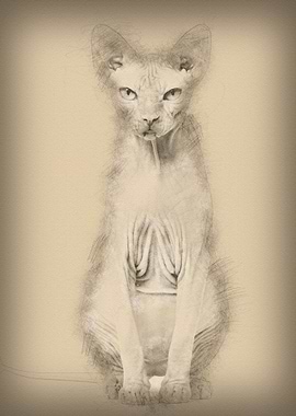 Sphynx Hairless Cat 4 year
