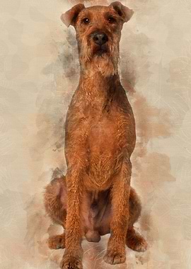 Irish Yerrier dog 3 years