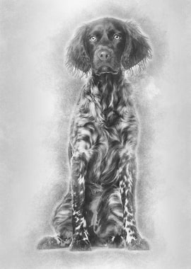 Munsterlander dog 9 month