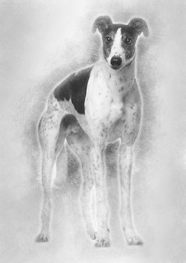 Grey Hound 4 years old sta