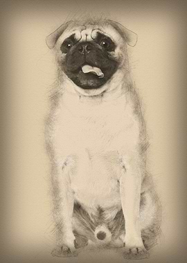 Pug 3 years old sitting ag