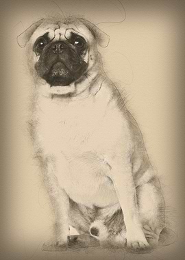Pug 3 years old sitting ag