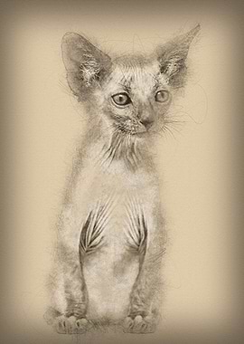 Kitten Lykoi cat 7 weeks o