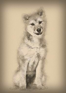 Shiba Inu dog sitting agai