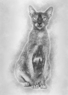 Lykoi cat also called the