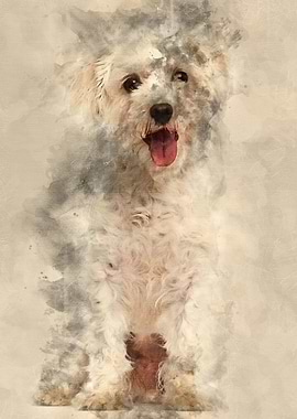 Maltese dog 3 years old si