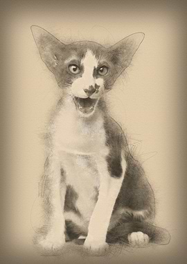 Oriental shorthair sitting