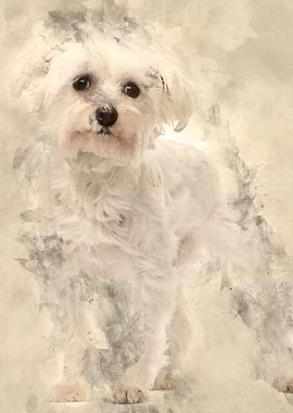 Maltese 1 year old standin