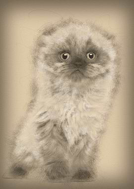 Portrait of Highland fold