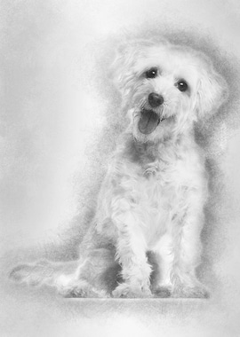 Maltese dog 3 years old si